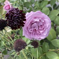 スカビオサ,バラ いおり,ノヴァーリス,スカビオサ エースオブスペード,花のある暮らしの画像