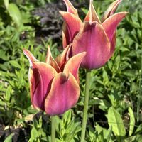 チューリップ,チューリップ,ピンク,癒し,ピンクの花の画像