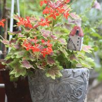 スモークツリー,モミジバゼラニウム,私のお庭,庭のある暮らし,花友さんに感謝♡の画像