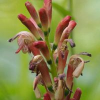 ハナミョウガ,ハナミョウガ,ヤブミョウガ,ヤブミョウガ,ミョウガの画像