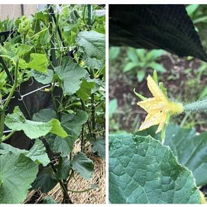 キュウリ,きゅうり,収穫が楽しみ,きゅうり栽培,自宅の庭の画像
