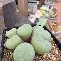 多肉植物,開花,全国オヤジ連合会,バラと夢CLUB,かおりんさんありがとう♡の画像
