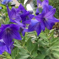 キキョウ,ガーデニング,花のある暮らし,小さな庭の画像