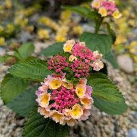 ランタナ,ピンクの花の画像