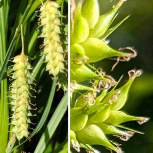 タイサンボク,泰山木,アオツヅラフジ,泰山木(タイサンボク),「雄花」の画像