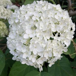 紫陽花 アナベル,地植え,白い花,紫陽花 アジサイ あじさい,PWの画像