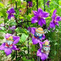 キキョウの画像