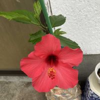 ハイビスカスの画像