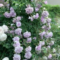 バラ,レイニーブルー,鉢植え,ナチュラルガーデン,ナチュラルスタイルの画像