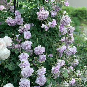 バラ,レイニーブルー,鉢植え,ナチュラルガーデン,ナチュラルスタイルの画像