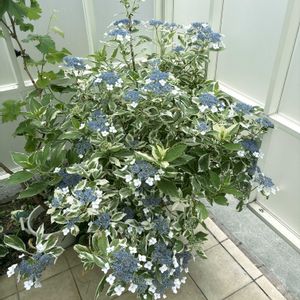 紫陽花,斑入りガクアジサイ・恋路ヶ浜,紫陽花　恋路ヶ浜,2026.6.6,テラスの画像