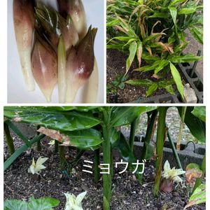 私のアルバムより,我が家の畑,コラージュ,今日のお花,只今入院中の画像