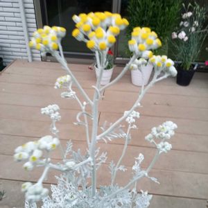 白妙菊,花のある暮らし,お花大好き♡,テラスの画像