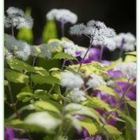 アジサイ,コアジサイ,山野草,我が家の庭,花木の画像