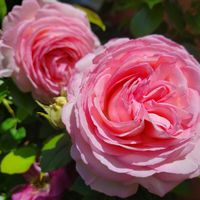 アンジェラ,バラ・カクテル,ピエールドゥロンサール,薔薇パーマネント・ウェーブ,薔薇パーマネント・ウェーブの画像