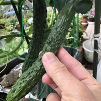 素敵な花に囲まれて,ケッパレの家庭菜園奮闘記,小さな庭の画像