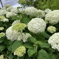 ヤマボウシ,アナベル  紫陽花,芦花公園,蘆花恒春園,災害復旧の祈りの画像