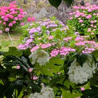 カシワバアジサイ,紫陽花の画像