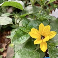 ヒマワリ,ヒマワリ,庭の画像