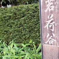 二輪草,ミョウガ,ミョウガ,ミョウガ,ミョウガタケ(茗荷竹）の画像
