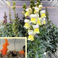 キンギョソウ,金魚草,金魚たち,金魚♡,きんぎょそうの画像