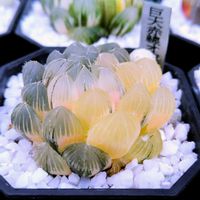 ハオルチア,ハオルチア オブツーサ,多肉植物,ハオルチア属,多肉大好きの画像