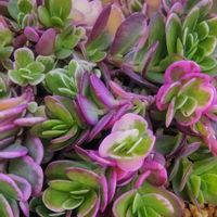 ポーチュラカ,庭の花,花のある暮らし,小庭,植物大好きの画像