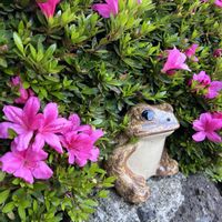 サツキ,6日はカエルの日の画像