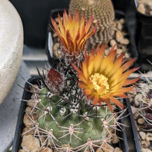 サボテン,サボテンの花,エリオシケ属の画像