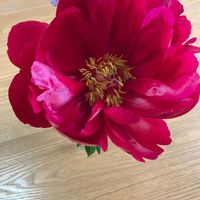 シャクヤクの画像