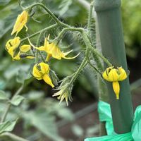 ミニトマト,成長中,夏野菜,市民農園,無農薬有機栽培の画像