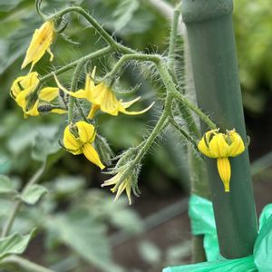 ミニトマト,成長中,夏野菜,市民農園,無農薬有機栽培の画像