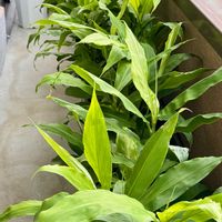 アボカド,サトイモ,インドアハイビスカス サニーシティー,ミョウガ,ベランダ菜園の画像