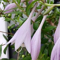 ギボウシの画像