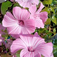 クレマチス,スカビオサ,ゼフィランサス,GSに感謝。,お花は癒しの画像