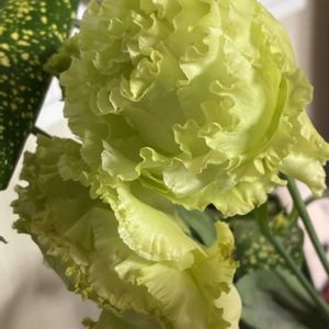 カーネーションの画像