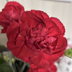 カーネーションの画像