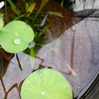 ラベンダー,ラベンダー,ハス（蓮）,ハス（蓮）,ミニトマトの挿し木の画像