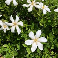 クチナシ,クチナシ (一重),雨あがり,公園の花の画像