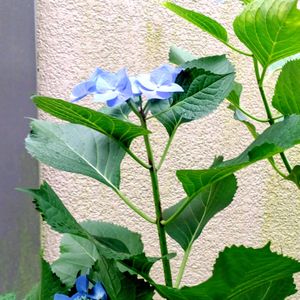アプローチの画像