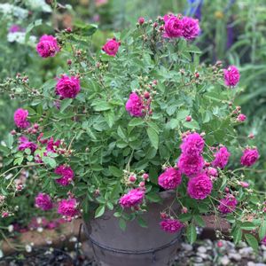 ミニバラ,ミニバラ・スイートチャリオット,鉢植え,バラ・ミニバラ,スイートチャリオットの画像