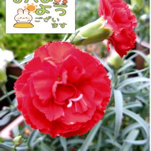 カーネーション,赤い花,カーネーションの栽培,プラ鉢で栽培,小さな庭の画像