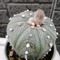 簡易温室,家の脇にの画像