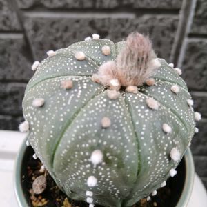 簡易温室,家の脇にの画像