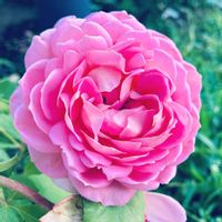 バラ,ジュビリー・セレブレーション,バラ ジュビリー・セレブレーション,イングリッシュ・ローズ,ピンクの花の画像