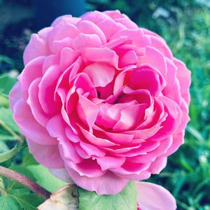 バラ,ジュビリー・セレブレーション,バラ ジュビリー・セレブレーション,イングリッシュ・ローズ,ピンクの花の画像
