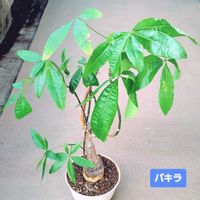 パキラ,ダイソー,植物男子ベランダー,リビング・ダイニングの画像