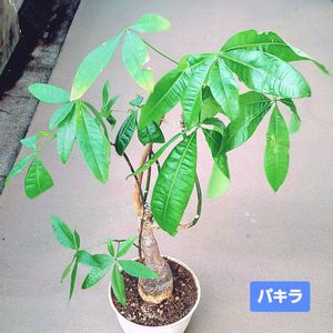 パキラ,ダイソー,植物男子ベランダー,リビング・ダイニングの画像