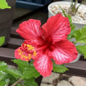ハイビスカス,多肉植物,塊根植物,コーデックス,花のある暮らしの画像