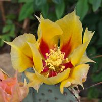 サボテン,オプンチア　サンタ・リタ,サボテンの花,オプンチア,さぼてんの花の画像